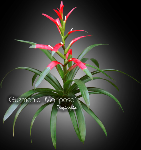 Bromeliad - Guzmania 'Mariposa' - Guzmania